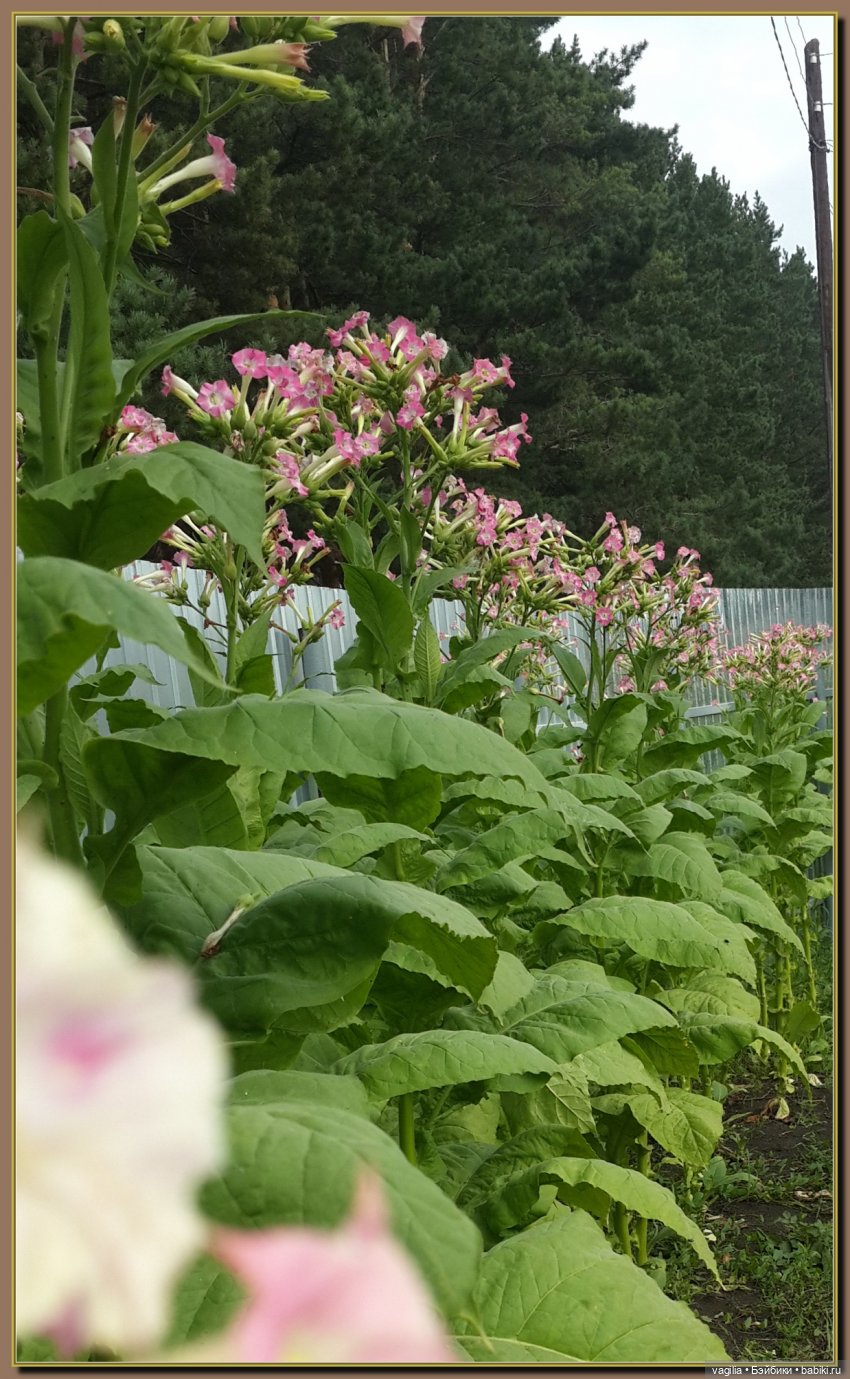 Ехали на дачу, попали в райский сад