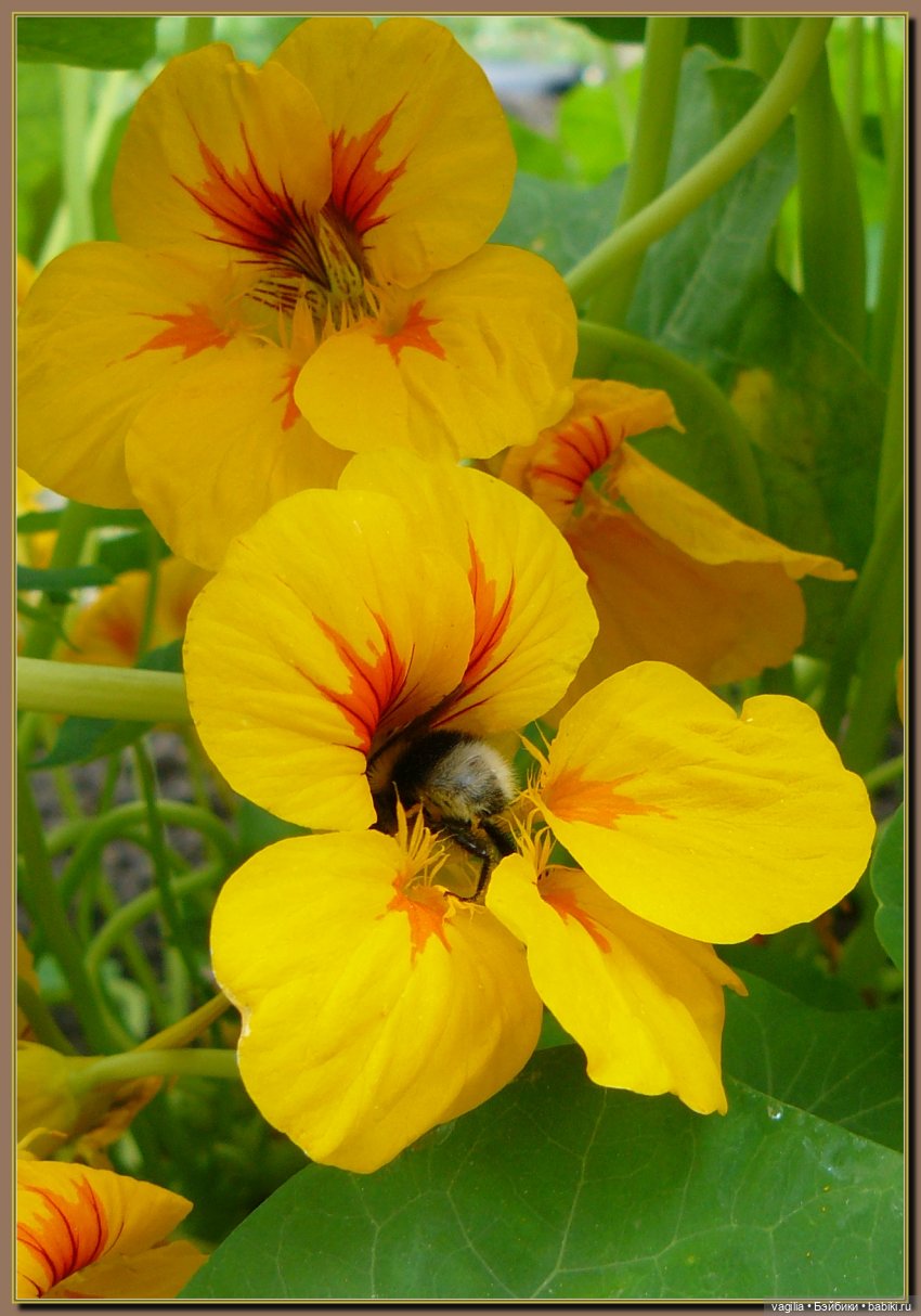 Ехали на дачу, попали в райский сад