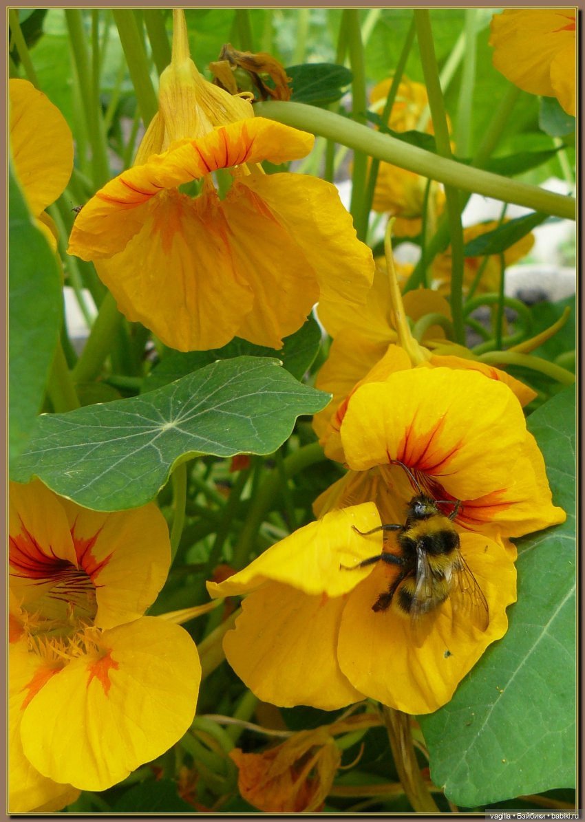 Ехали на дачу, попали в райский сад