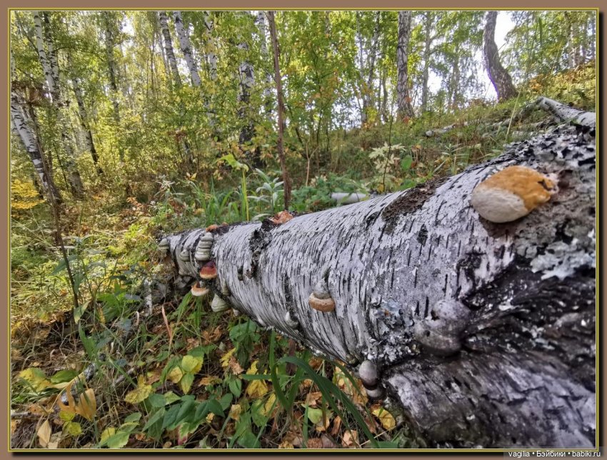 Последний выходной лета — Болталка и разговоры обо всем: жизнь (фото 9)
