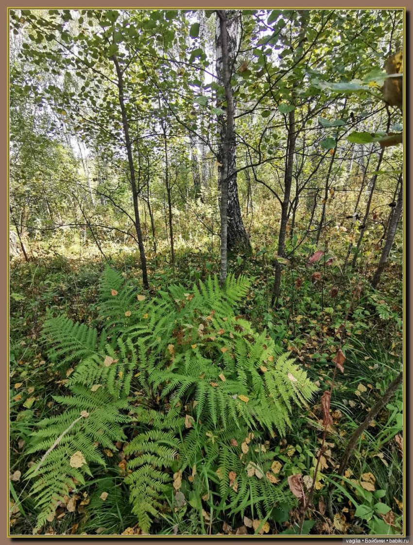 Последний выходной лета — Болталка и разговоры обо всем: жизнь