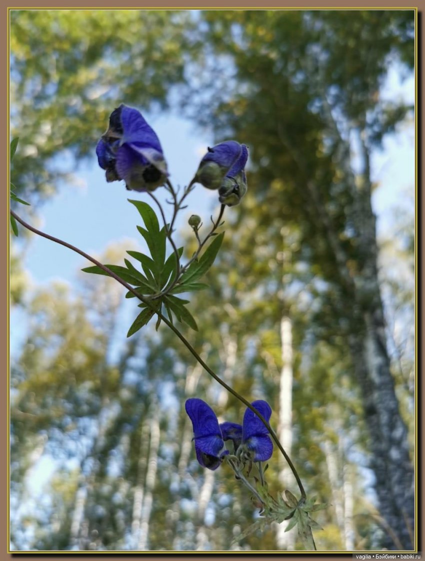 Последний выходной лета — Болталка и разговоры обо всем: жизнь (фото 8)