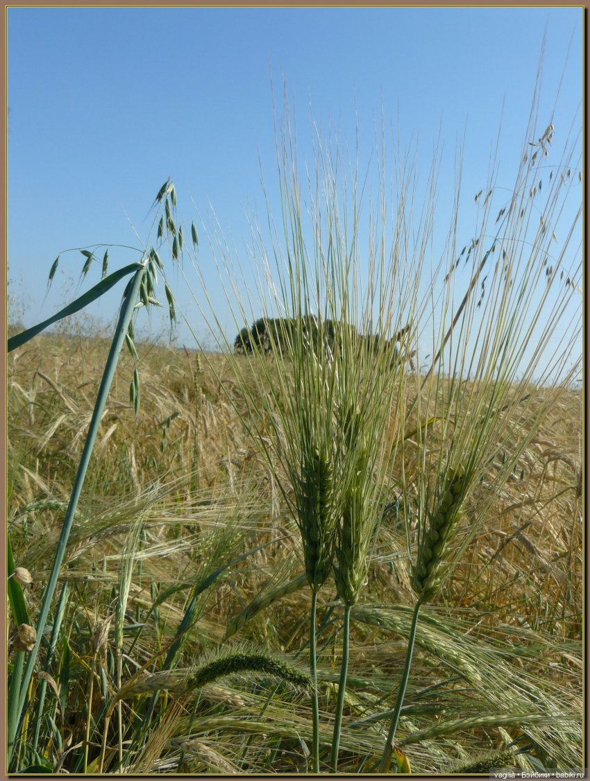 Последний выходной лета — Болталка и разговоры обо всем: жизнь