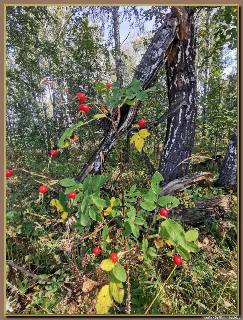 Последний выходной лета — Болталка и разговоры обо всем: жизнь