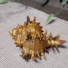 золотая лихорадка