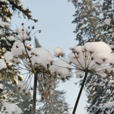 последние красоты зимы.