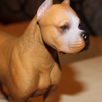 Аргентинский дог