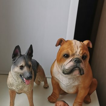 Новый питомец.