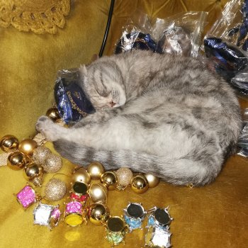 С наступающим рождеством!