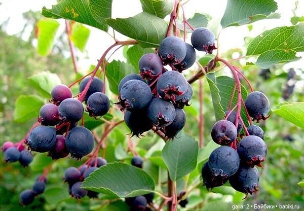 Осенняя симфония из кукол Роберта Тоннера (Tonner). Джонкуил - Ирга (фото 5)