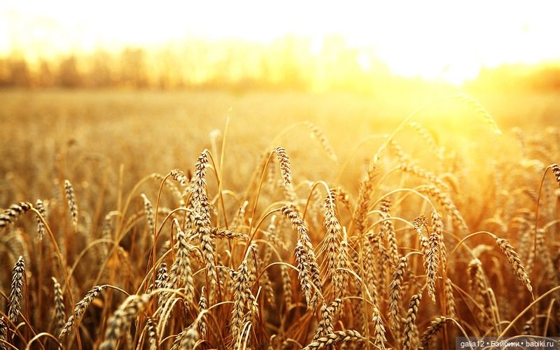 Осенняя симфония из кукол Роберта Тоннера (Tonner). Ками Пшеничка (фото 6)