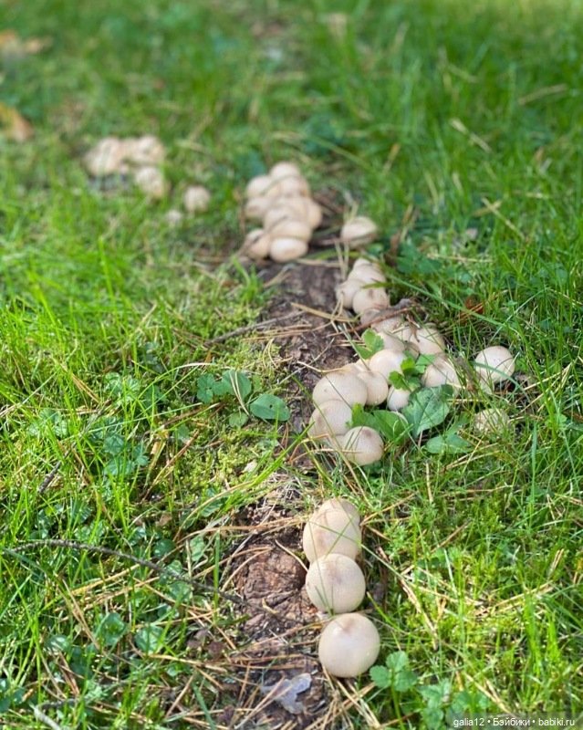 Добби готовится к зиме | Бэйбики Добби готовится к зиме — Игрушки Тролли (Trolls): винтажные Dam и Russ (фото 10)