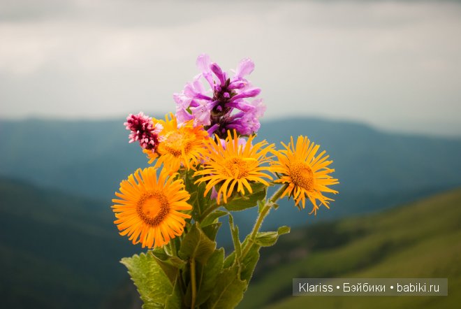 Поездка в горы. LittelFee Ante Elf | Бэйбики Поездка в горы. LittelFee Ante Elf (фото 5)