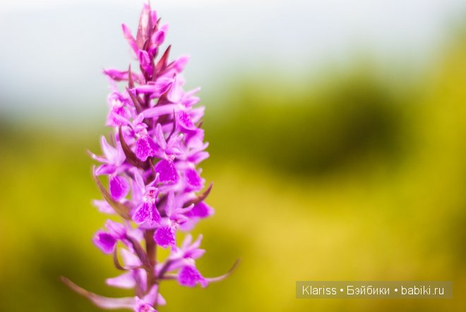 Поездка в горы. LittelFee Ante Elf