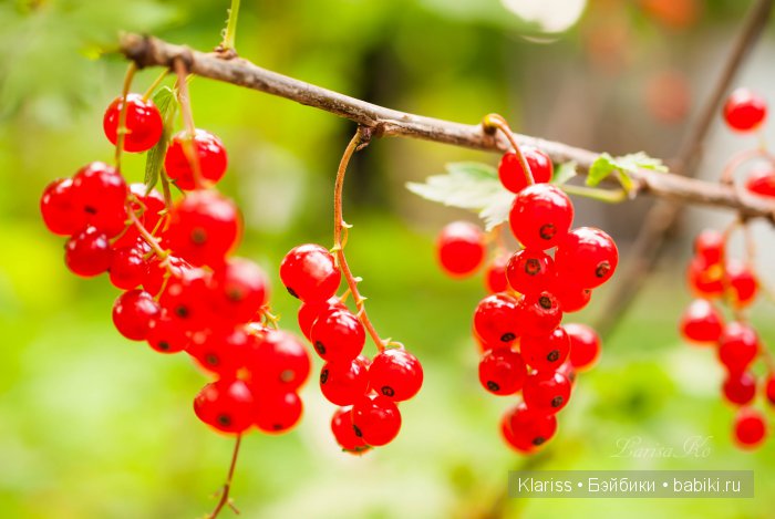 Очень маленькие куклы — Куклы Latidoll (Лати): BJD (БЖД)