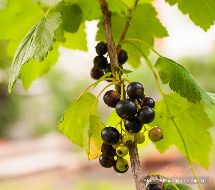 Очень маленькие куклы — Куклы Latidoll (Лати): BJD (БЖД)