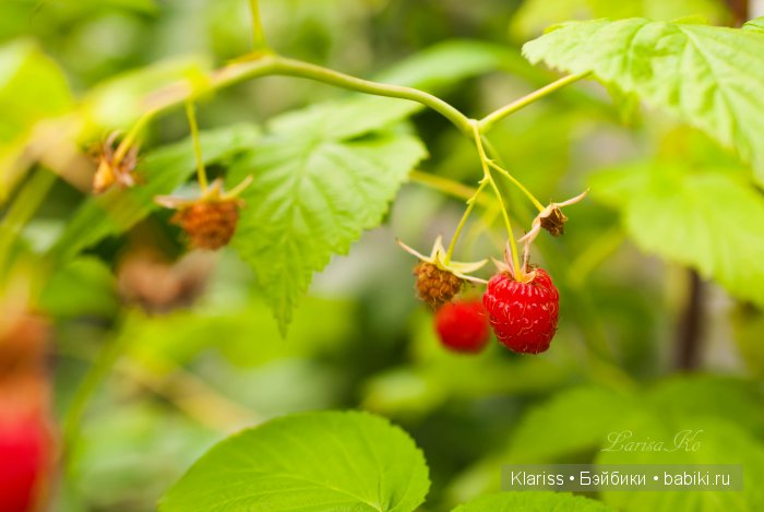 Очень маленькие куклы — Куклы Latidoll (Лати): BJD (БЖД)