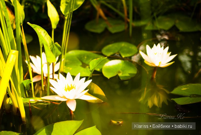 Очень маленькие куклы — Куклы Latidoll (Лати): BJD (БЖД)