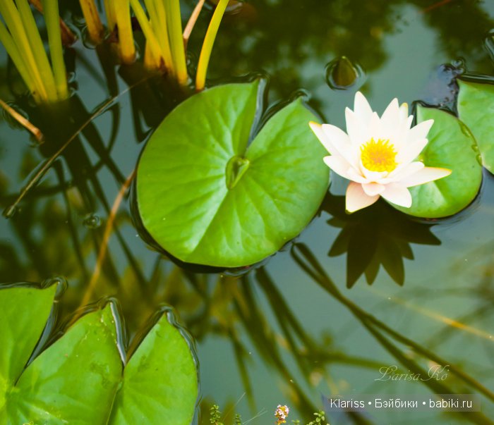 Очень маленькие куклы — Куклы Latidoll (Лати): BJD (БЖД)