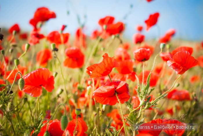 Очень маленькие куклы — Куклы Latidoll (Лати): BJD (БЖД)