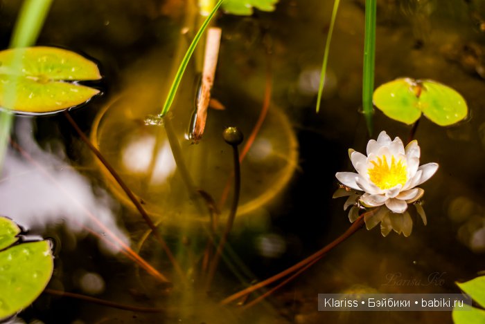 Очень маленькие куклы — Куклы Latidoll (Лати): BJD (БЖД)