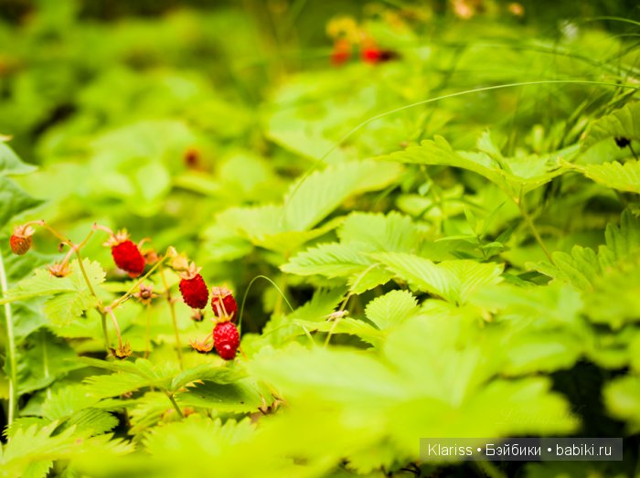 Очень маленькие куклы — Куклы Latidoll (Лати): BJD (БЖД)