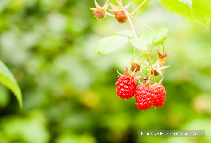 Очень маленькие куклы — Куклы Latidoll (Лати): BJD (БЖД)