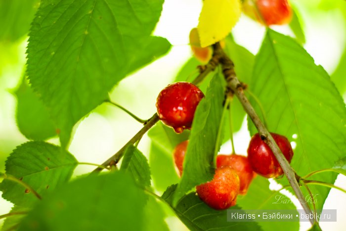 Очень маленькие куклы — Куклы Latidoll (Лати): BJD (БЖД)