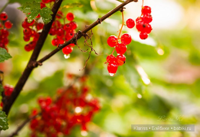 Очень маленькие куклы — Куклы Latidoll (Лати): BJD (БЖД)