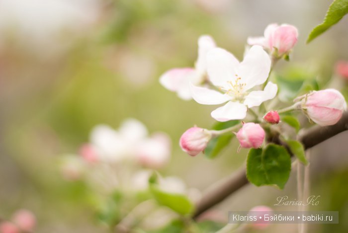 Когда цвели яблони — Куклы Irrealdoll (Ирреалдолл): BJD (БЖД) (фото 9)