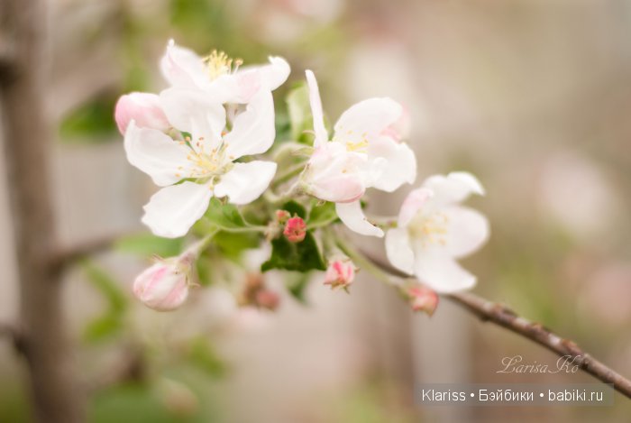 Когда цвели яблони — Куклы Irrealdoll (Ирреалдолл): BJD (БЖД) (фото 10)