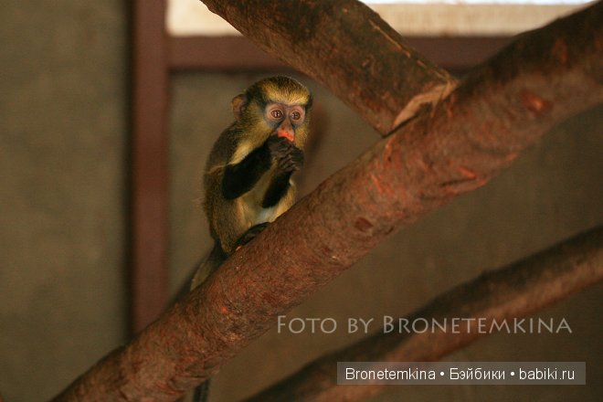 Небольшая прогулка по зоопарку экзотических животных (фото 4)