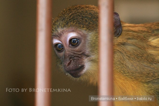 Небольшая прогулка по зоопарку экзотических животных (фото 5)