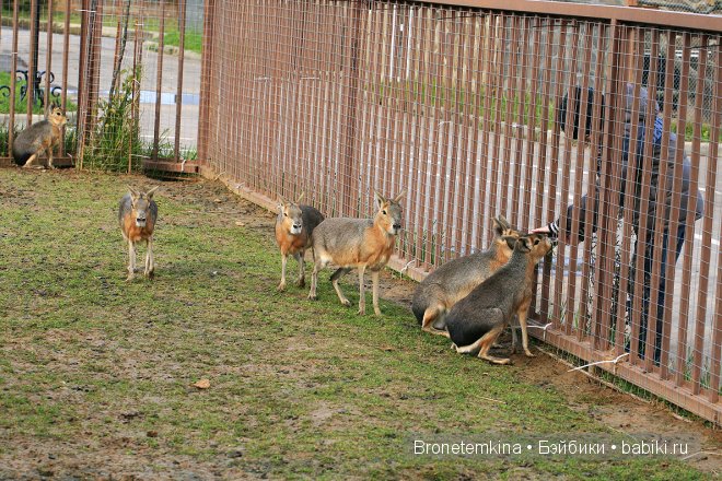 Небольшая прогулка по зоопарку экзотических животных (фото 8)