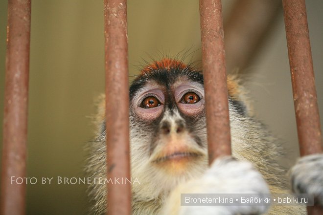 Небольшая прогулка по зоопарку экзотических животных (фото 6)