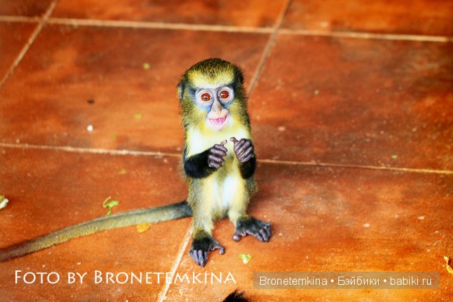Небольшая прогулка по зоопарку экзотических животных (фото 2)