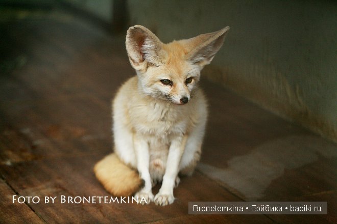 Небольшая прогулка по зоопарку экзотических животных