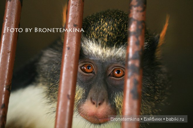 Небольшая прогулка по зоопарку экзотических животных (фото 3)