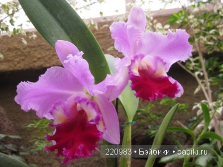 Первое путешествие Real Puki Soso