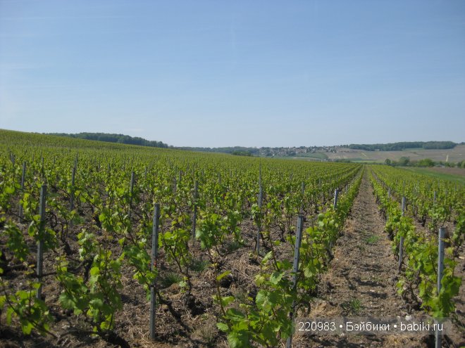 Ушастик во Франции (Real Puki Soso ) и Я в попутчиках (фото 9)