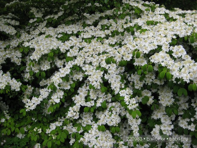 Ушастик во Франции (Real Puki Soso ) и Я в попутчиках