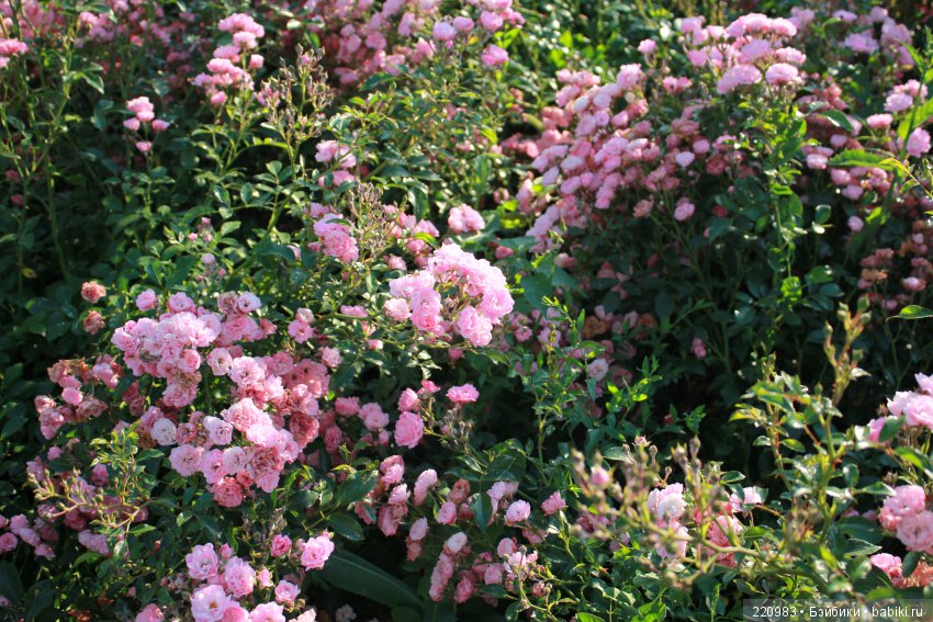 Любимка — Антикварные куклы Jules Steiner (Штайнер): Франция (фото 3)