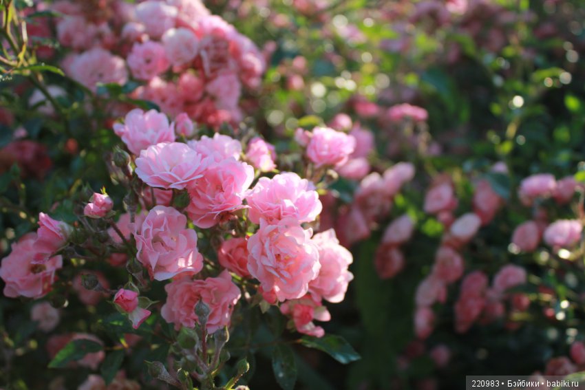 Любимка — Антикварные куклы Jules Steiner (Штайнер): Франция