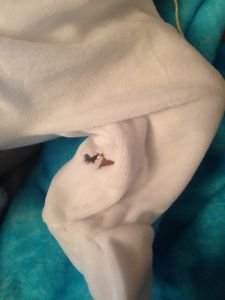 Мошенничество. Продажа куклы на Ебей (фото 8)