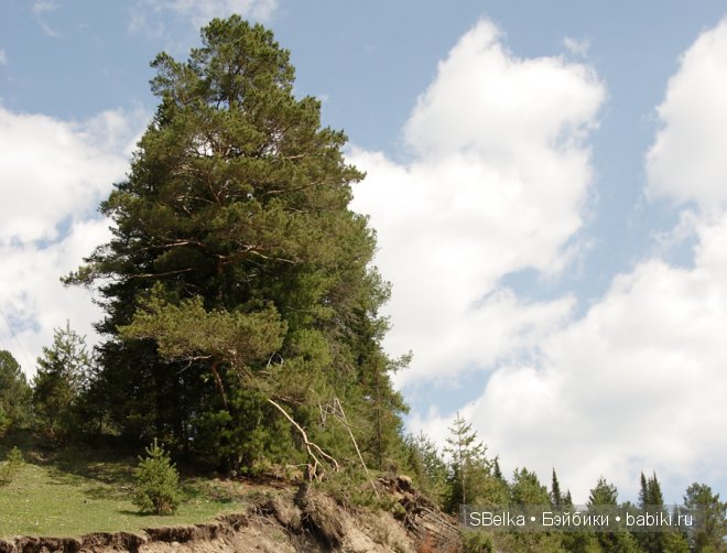 История продолжается — Куклы Peaks Woods (Пиксвудс): BJD (БЖД) (фото 2)