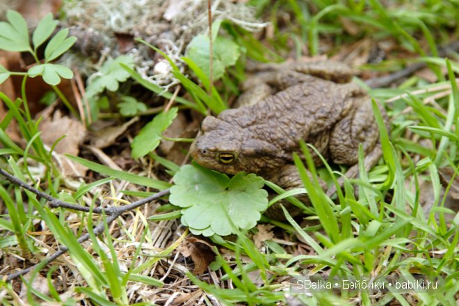 История продолжается — Куклы Peaks Woods (Пиксвудс): BJD (БЖД)