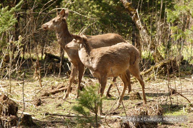 История продолжается — Куклы Peaks Woods (Пиксвудс): BJD (БЖД)