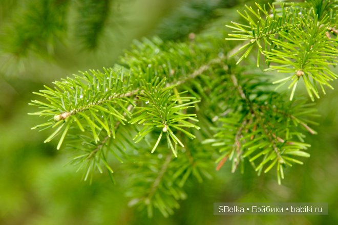 История продолжается — Куклы Peaks Woods (Пиксвудс): BJD (БЖД) (фото 8)