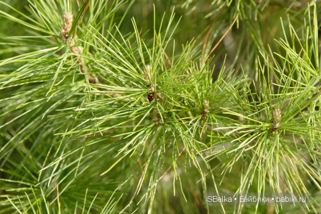 История продолжается — Куклы Peaks Woods (Пиксвудс): BJD (БЖД) (фото 5)