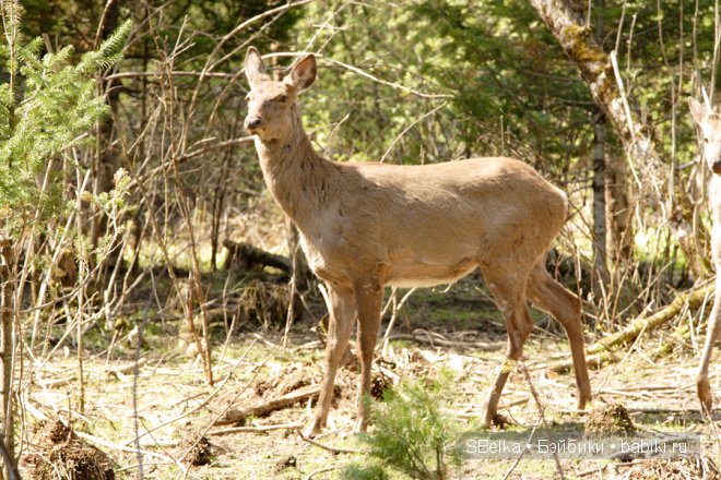 История продолжается — Куклы Peaks Woods (Пиксвудс): BJD (БЖД) (фото 10)